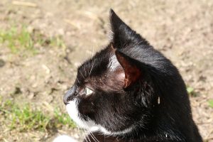 Foto unserer Hofkatze